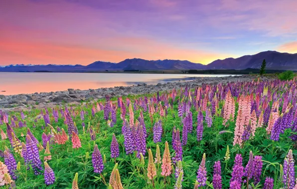 Flowers, mountains, lake, New Zealand, New Zealand, Lake Tekapo, lupins, Southern Alps