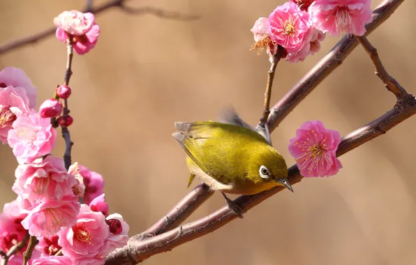 Flowers, branches, background, bird, spring, Sakura, pink, flowering