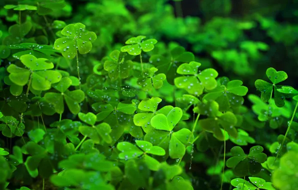 Greens, Green, Nature, Graphics, Rendering, Rendering, Clover, Environments