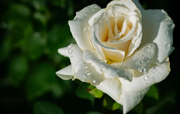 Drops, background, rose, petals, white