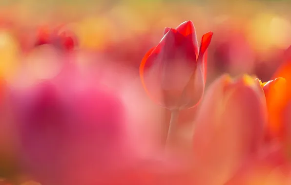 Picture flowers, red, blur, spring, tulips, buds, bokeh