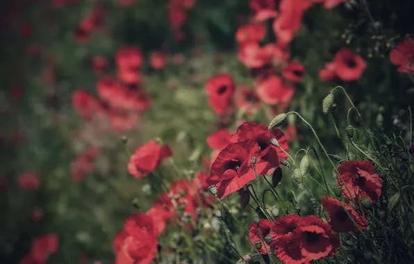 Greens, flowers, stems, Maki, red, blur, bokeh, poppy field