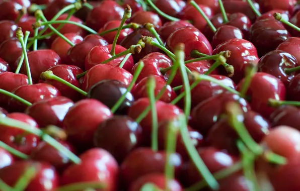 Picture berries, focus, red, a lot, cherry