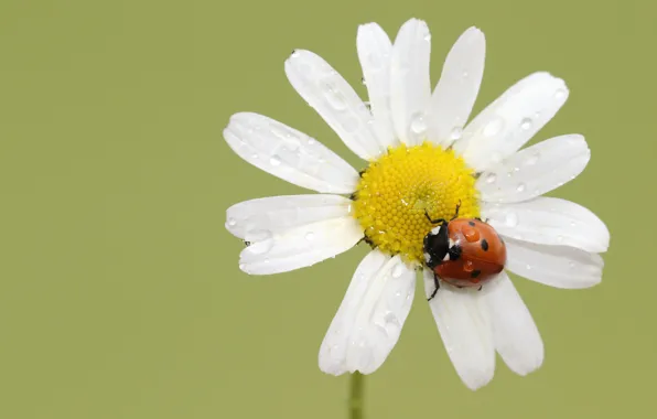 Flower, macro, ladybug, beetle, Daisy, green background, water drops