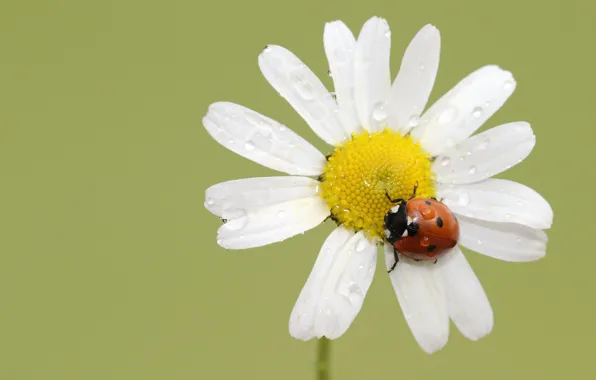 Macro, flowers, ladybug, chamomile, beetle, green background, water drops