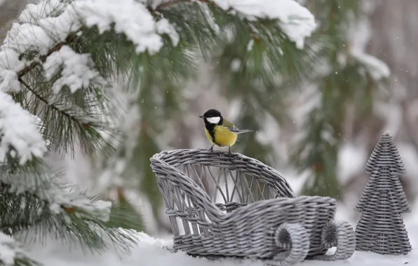 Picture winter, snow, branches, nature, bird, herringbone, needles, tit