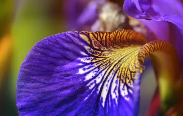 Purple, macro, flowers, yellow, nature, color