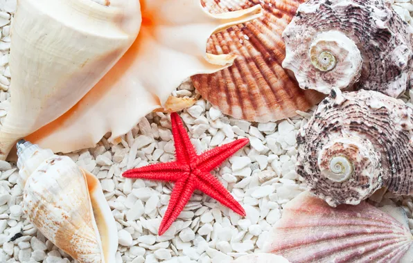 Shell, starfish, pebbles