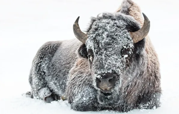 Winter, snow, american, animal, wind, cold, buffalo, bison