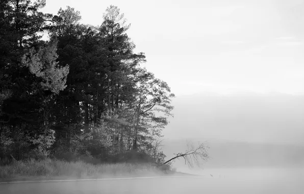 Forest, water, trees, fog, lake, black and white