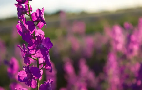 Picture Field, Bokeh, Field, Delphinium, Delphinium, Larkspur