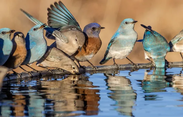Picture water, bird, Blue sialia, Western sialia