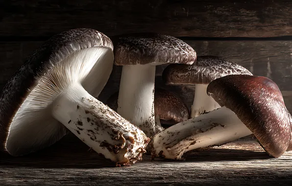Light, mushrooms, Board, different, AI art, neural network