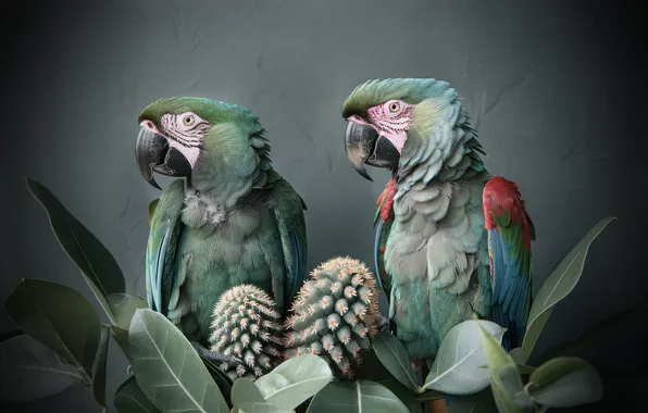 Birds, pair, parrots, Ara, AI art, neural network