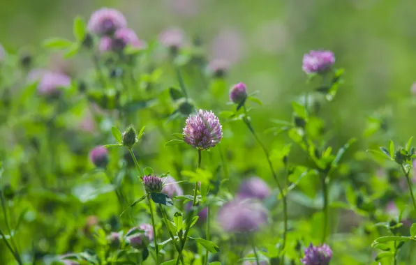 Summer, flowers, clover, bokeh, summer mood