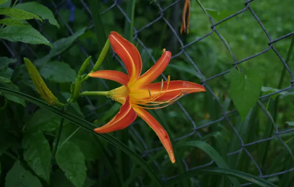 Picture macro, orange, Lily, macro, orange, lily