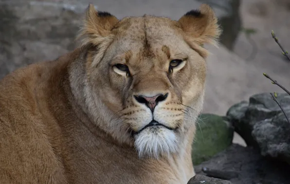 Look, Cat, Lioness, Face, Animal
