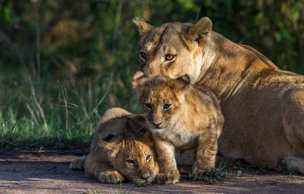 Picture lioness, mom, lion