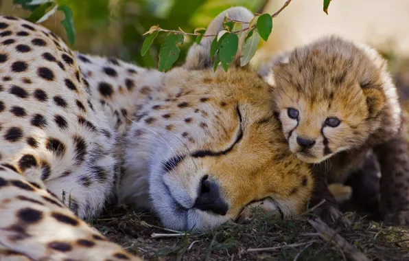 Picture cat, Cheetah, Africa, Kenya, reserve, Masai Mara