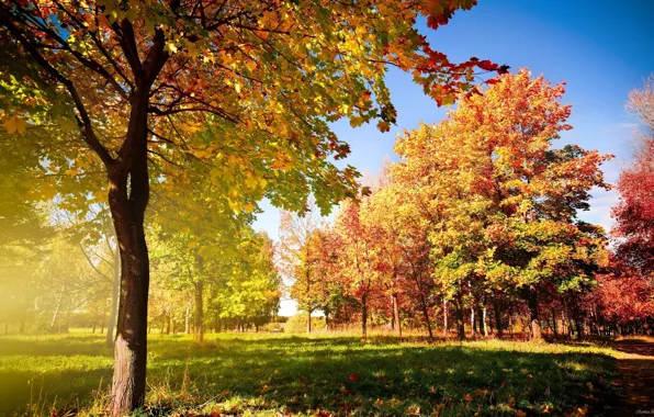 Picture autumn, gold, beautiful