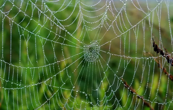 Drops, Rosa, Web