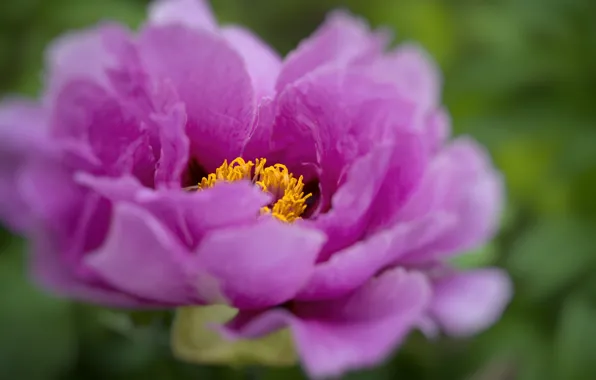 Flower, macro, Bud, peony