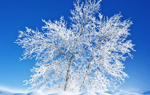 Winter, frost, the sky, snow, landscape, nature, tree