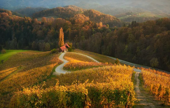 Road, autumn, forest, sunset, house, Slovenia, Materov.