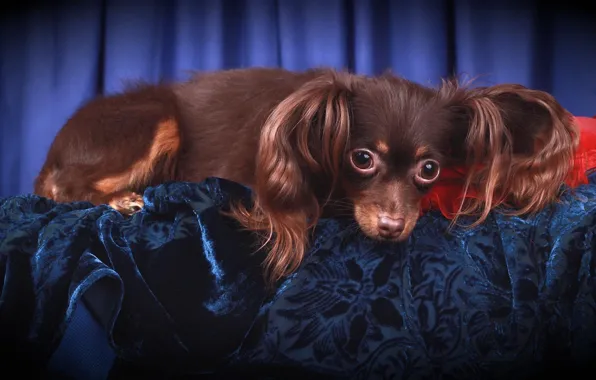 Look, pose, portrait, dog, fabric, lies, face, velvet