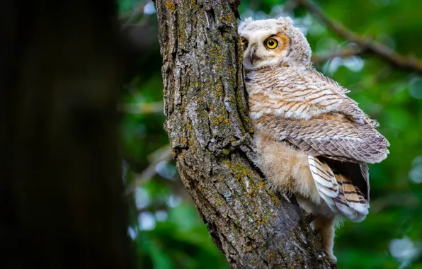 Look, tree, owl, bird, trunk, bark, young, bokeh