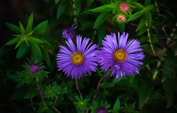 Leaves, flowers, garden, Duo, flowerbed, lilac, asters