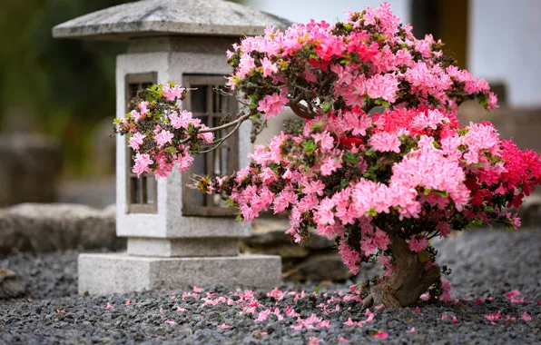 Picture flowers, branches, bonsai, pink, tree, bokeh, Azalea, rhododendrons