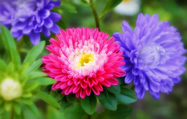 Picture Flowers, Flowers, Colors, asters, Asters