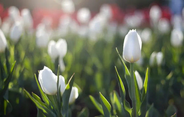 Picture the sun, spring, tulips, white, Blik, flowerbed