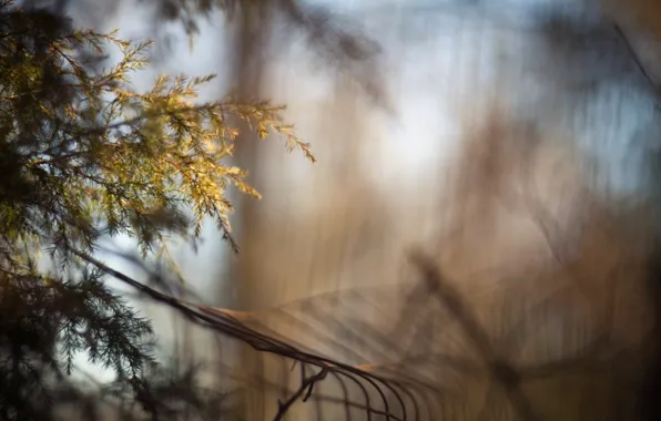 Macro, the fence, branch