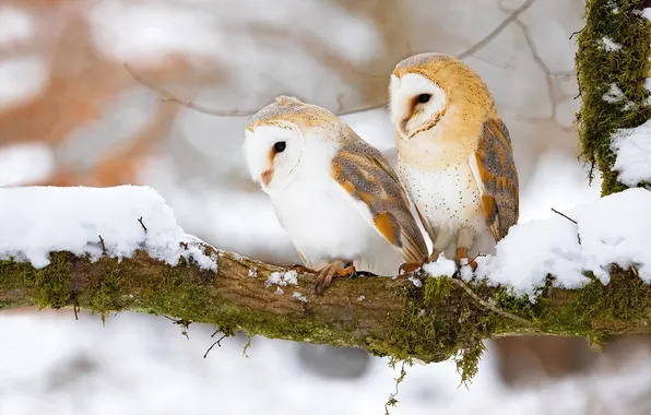 Winter, forest, look, snow, birds, nature, pose, tree