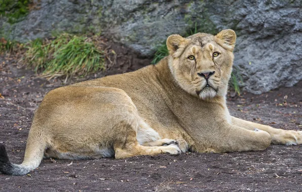 Picture cat, stay, lioness, ©Tambako The Jaguar