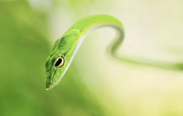Nature, background, snake