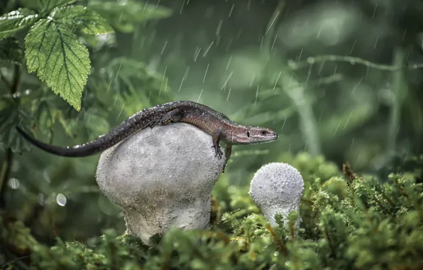 Picture greens, leaves, drops, pose, rain, mushrooms, moss, lizard
