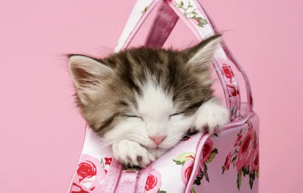 Cat, kitty, sleep, sleeping, bag, face, pink background, in the bag