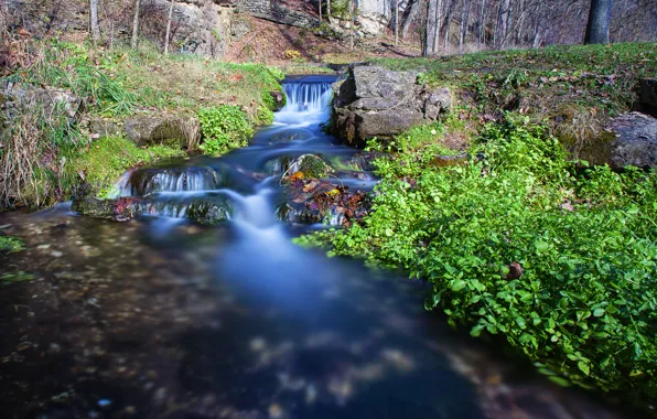 Forest, trees, stream, stream, cascade