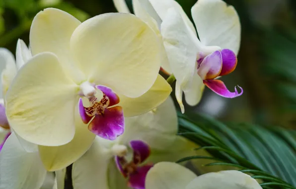 Flowers, orchids, flowering, flowers, Phalaenopsis, orchids, flowering