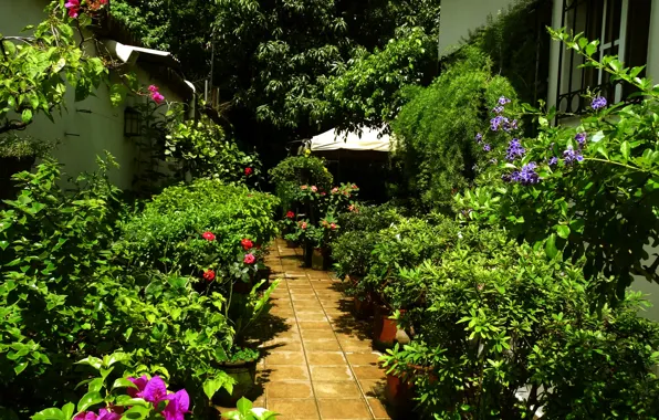Nature, Home, Trees, Plants, Nature, Trees, Plants, Houses