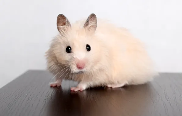 Look, hamster, rodents, Hamsters, Rodents