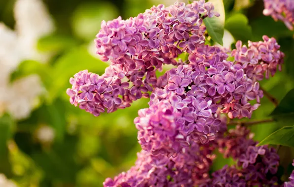 Picture branch, lilac, inflorescence
