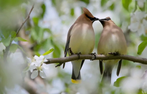 Leaves, light, love, flowers, birds, background, romance, two
