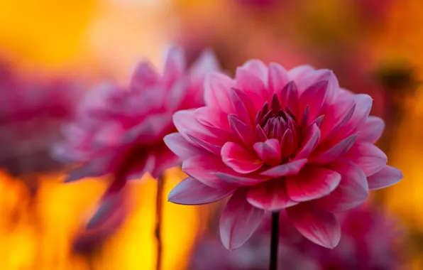 Flowers, pink, yellow background, bokeh, dahlias