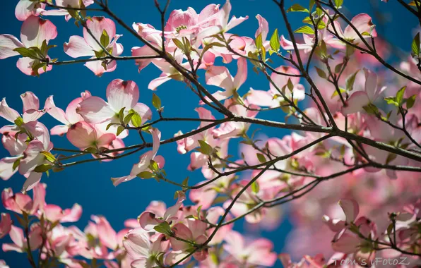 Flowers, spring, flowering, Magnolia