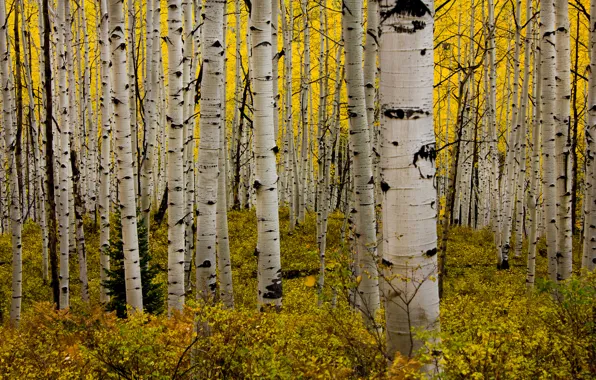 Autumn, forest, leaves, Colorado, USA, grove, the bushes, aspen