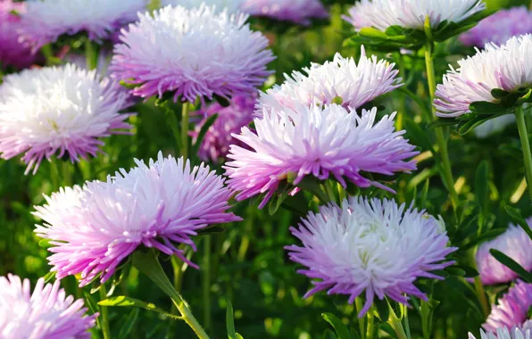 Picture autumn, macro, asters